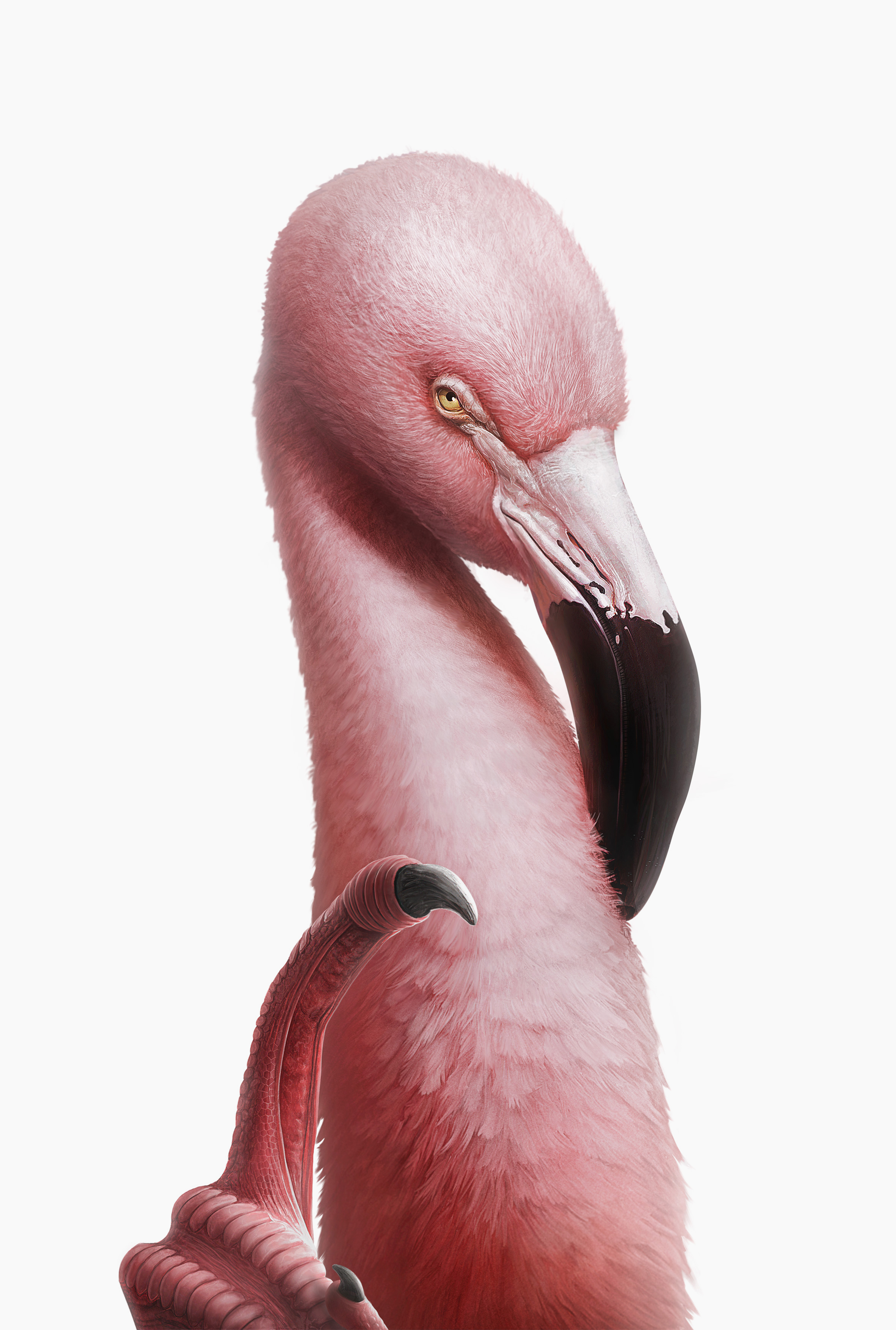 Flamingo-Vido2